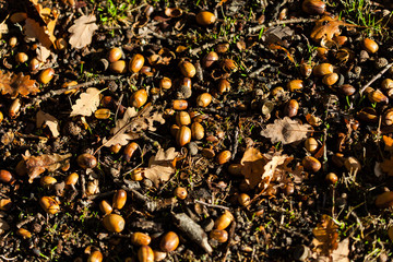 Acorns of oak fall at autumn forest