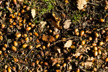 Acorns of oak fall at autumn forest