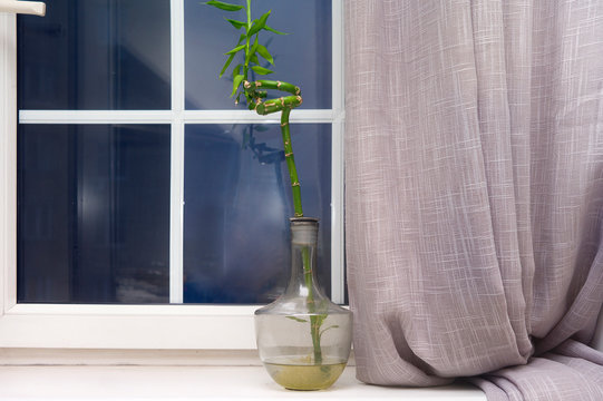 Window With Plant In Flagon