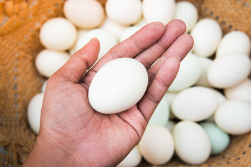 Fototapeta na wymiar Closeup duck eggs in man's hand