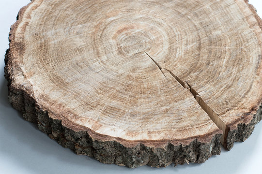 Wooden Slice With Ring Marks And A Crack From Fast Drying. Oak Tree Round On Light Background