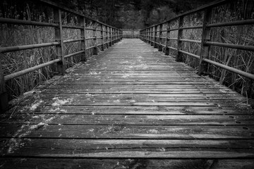 Wooden boardwalk over swamp with reeds in monochrome