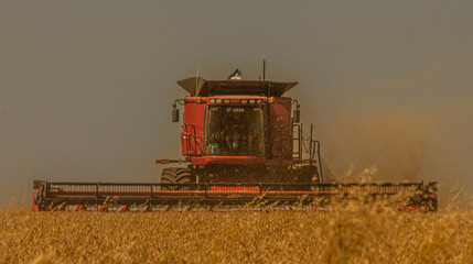 combine harvester working on barley field