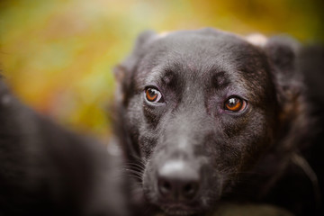 Portrait of a black dog. Dog's eyes close up.