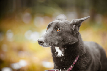 Portrait of a black dog. Black stray dog with a long nose.