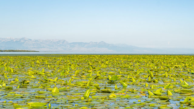 waterlilies in lake skadar, also called  Scutari, Shkodër or Shkodra, which lies on the border of Albania and Montenegro, and is the largest lake in Southern Europe.