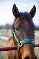 Gelding horse with green hackamore bridle and rich bay coat