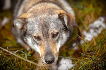 Sad stray dog. Portrait of a purebred fluffy dog with sad eyes.