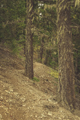 Pacific temperature rainforest of British Columbia