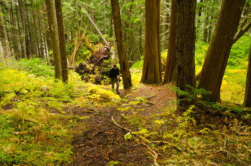 Man in rainforest walking on path