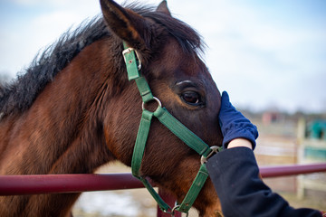 Woman's gloved hand petting muzzle of bay horse with hackamore bridle
