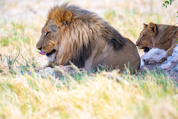 Löwe leckt sich die Schnauze an der Etosha Pfanne, Namibia