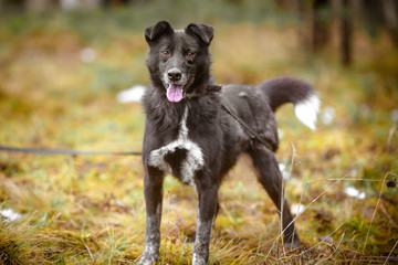 Black fluffy mongrel dog with hanging ears.