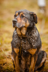 Rottweiler dog. Elderly watchdog rottweiler in the forest.