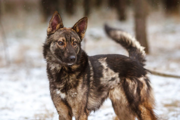 Naklejka premium Wild fluffy dog in the forest.