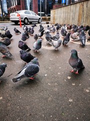 pigeons on street