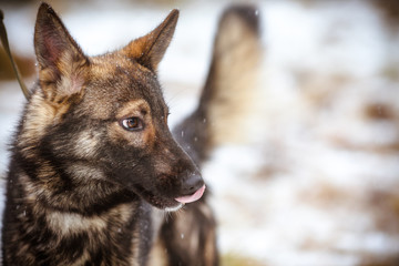 Portrait of a multi-colored dog. Fluffy dog licks his nose during a snowfall