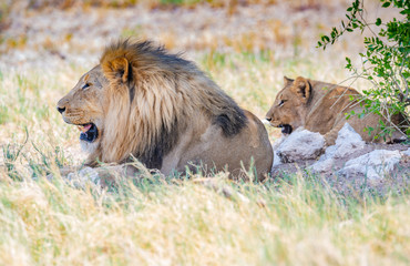 Löwe und Löwin pausieren in der Mittagshitze unter einem Baum an der Etosha Pfanne, Namibia