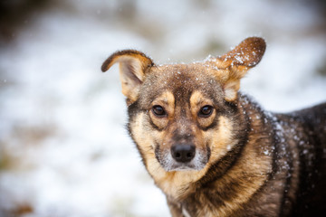 A dog with beautiful funny ears. Portrait of a fluffy dog with an expressive face.