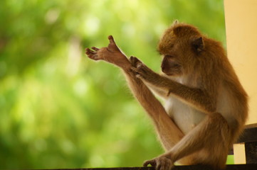 Crab-eating monkeys (Macaca fascicularis), also known as long-tailed macaques, are primates originating from Southeast Asia. These monkeys are very adaptive, including wild animals that follow humans.