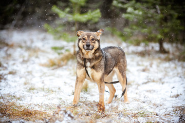 Dog on a walk during snowfall in the forest.