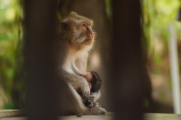 Crab-eating monkeys (Macaca fascicularis), also known as long-tailed macaques, are primates originating from Southeast Asia. These monkeys are very adaptive, including wild animals that follow humans.