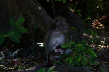 Crab-eating monkeys (Macaca fascicularis), also known as long-tailed macaques, are primates...