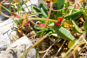 small red wild flowers of a plant in a field