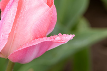 Fototapeta premium Close up of a water droplet on a pink tulip petal