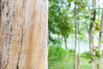 Teak trees in the forest naturally
