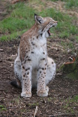 Gähnender Luchs