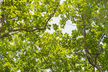 Fototapeta na wymiar Low angle view of Teakwood tree branch and leaf as background beautiful