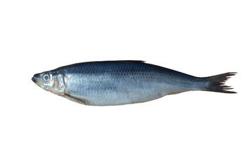salted herring