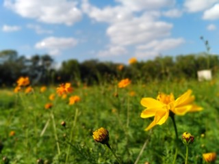 yellow flowers in field