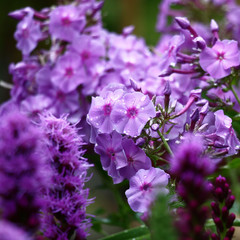 Obraz premium The blossoming liatris and phlox in one color scale create a bright spot, violet on a green background.
