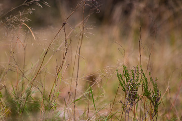 Obraz na płótnie Canvas dry grass in the wind