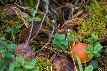 mushrooms in the forest