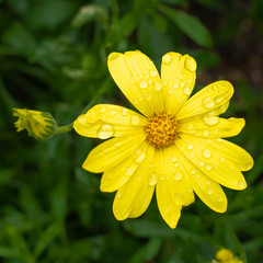 yellow wild flower with water drops of morning dew
