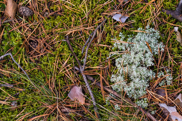 forest cover