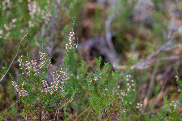 wild flowers in the garden