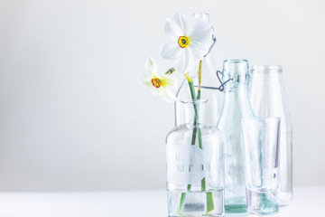 Echte Narzissen vor hellem Hintergrund in Glasflasche, minimalisitscher Style. Weiße Narzisse