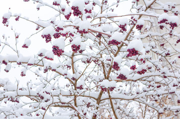 Bright red rowan berries on the branches of a winter tree abundantly covered with fluffy white snow.