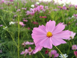 Fototapeta premium background flower cosmos pink in the garden.