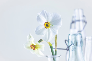 Echte Narzissen vor hellem Hintergrund in Glasflasche, minimalisitscher Style. Weiße Narzisse