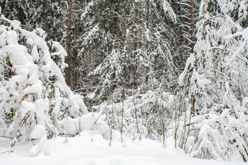 Taiga. Forest trees abundantly covered with fresh white snow after heavy snowfall. Winter landscape. Background.