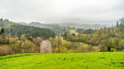 tree in blossom in forest in slovenia, europe, near predjama