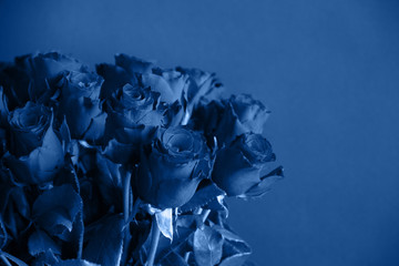 Trendy classic blue color. Bouquet of roses toned trendy classic blue color of year 2020. copy space - Valentines and 8 March Mother Women's Day concept