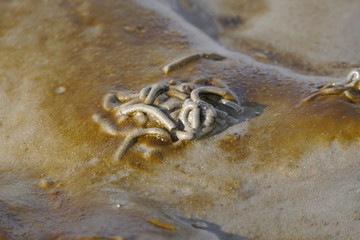 Wattwurmhaufen im Watt vor Cuxhaven Sahlenburg