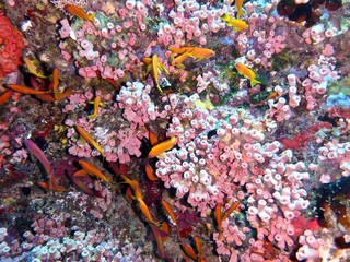 Plongée maldives 2019