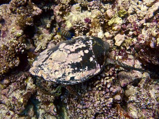 Plongée maldives 2019